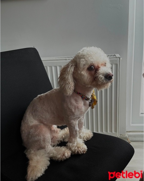 Maltese, Köpek  Kral fotoğrafı