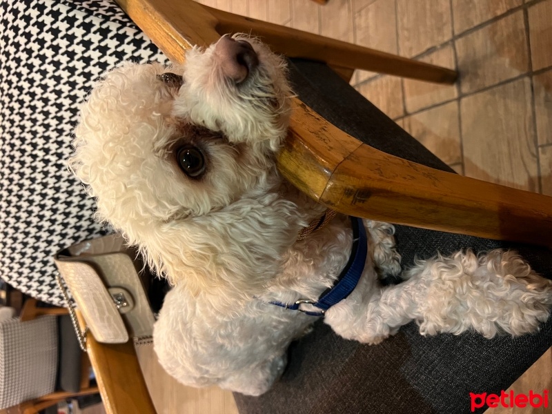 Maltese, Köpek  Kral fotoğrafı