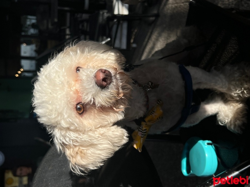 Maltese, Köpek  Kral fotoğrafı
