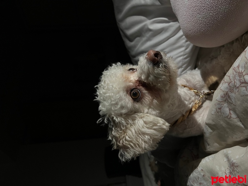 Maltese, Köpek  Kral fotoğrafı