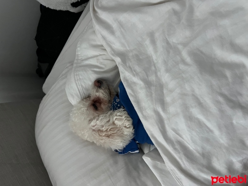Maltese, Köpek  Kral fotoğrafı