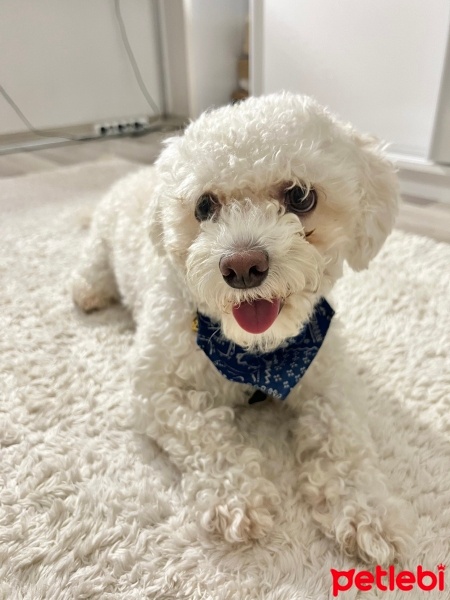 Maltese, Köpek  Kral fotoğrafı