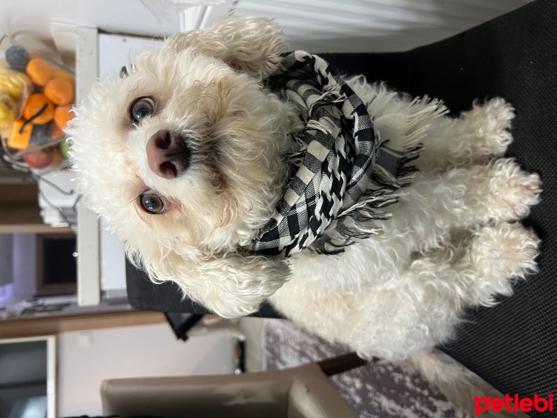 Maltese, Köpek  Kral fotoğrafı