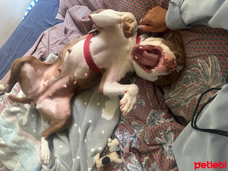 Amerikan Bulldog, Köpek  Boni fotoğrafı