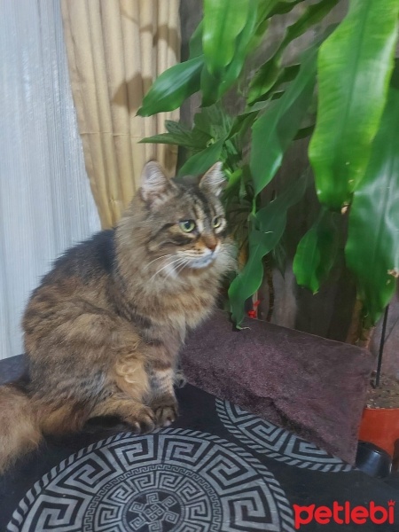 Tekir Kedi, Kedi  Naife fotoğrafı