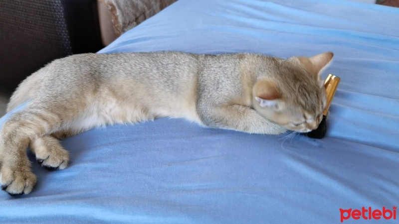 Scottish Fold, Kedi  Hosi fotoğrafı