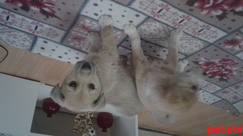 Kangal, Köpek  Fındık fotoğrafı