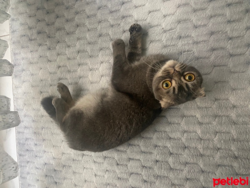 Scottish Fold, Kedi  Yumak fotoğrafı