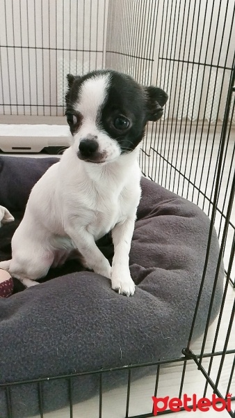 Chihuahua, Köpek  Cookie fotoğrafı