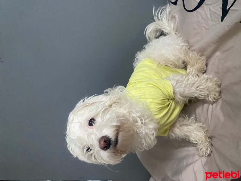 Maltese, Köpek  LİNA fotoğrafı