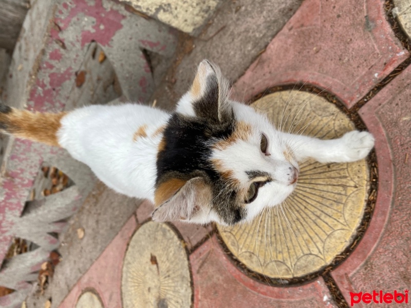 Manx, Kedi  Miniş fotoğrafı