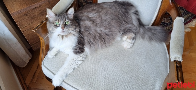 Tekir Kedi, Kedi  Mia fotoğrafı