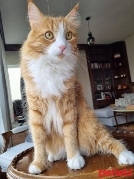 Sarman, Kedi  Spice fotoğrafı