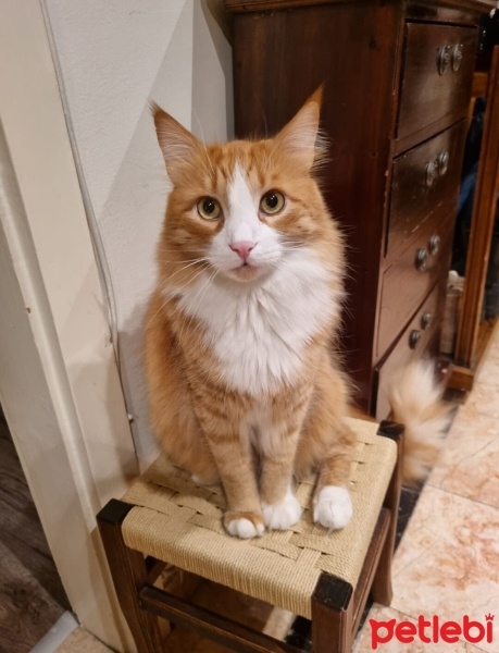 Sarman, Kedi  Spice fotoğrafı