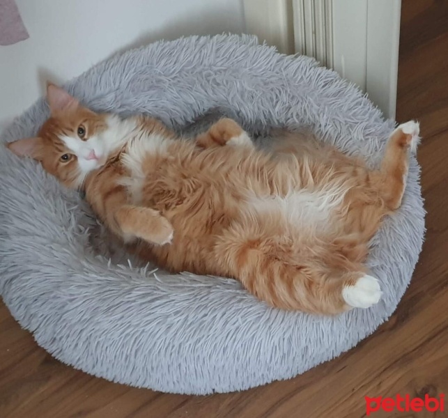 Sarman, Kedi  Spice fotoğrafı