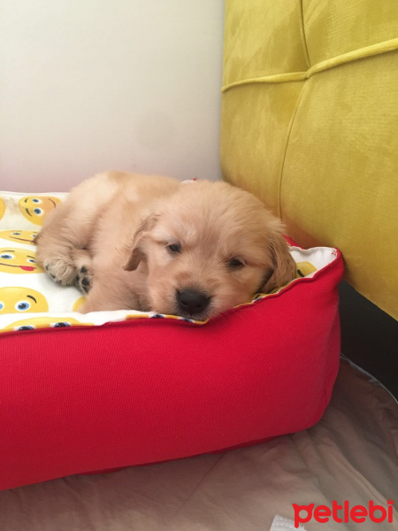 Golden Retriever, Köpek  Mila fotoğrafı