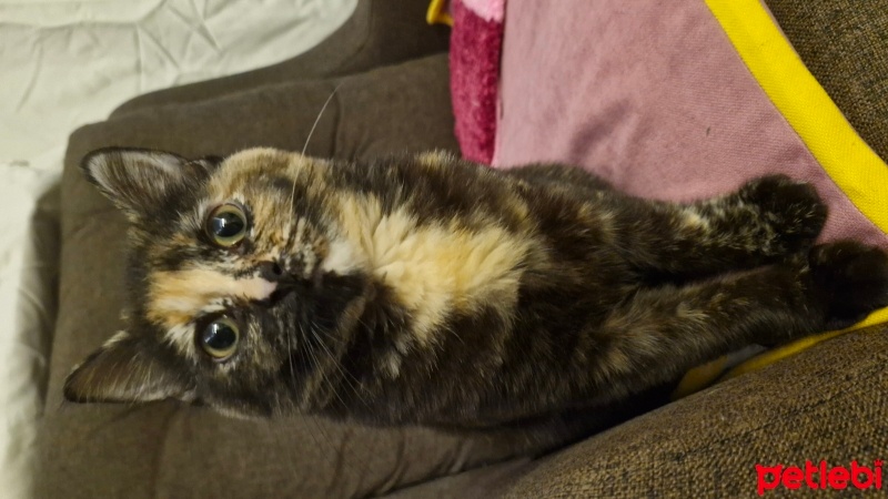 Tekir Kedi, Kedi  Misha fotoğrafı