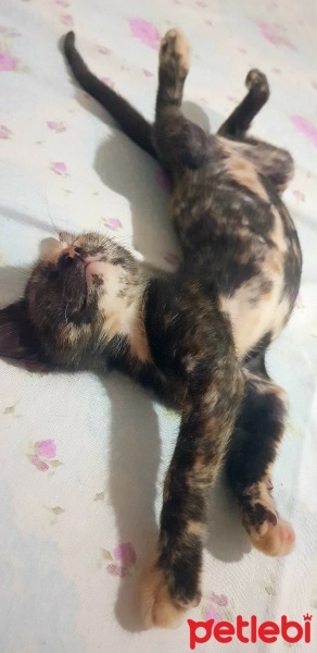 Tekir Kedi, Kedi  Winnie Willa fotoğrafı