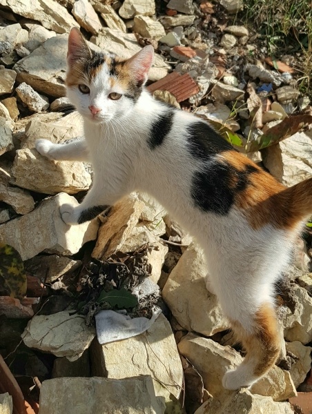 Tekir Kedi, Kedi  Winnie Willa fotoğrafı