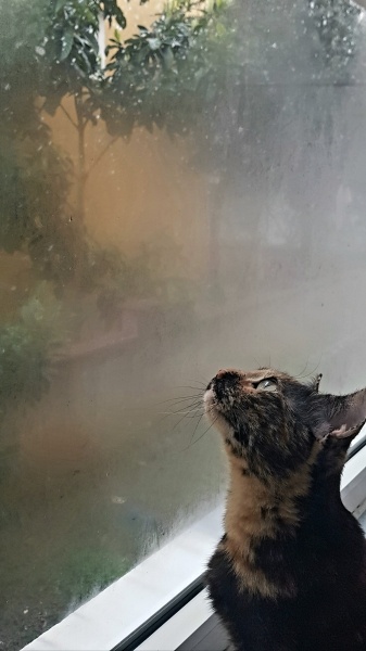 Tekir Kedi, Kedi  Winnie Willa fotoğrafı