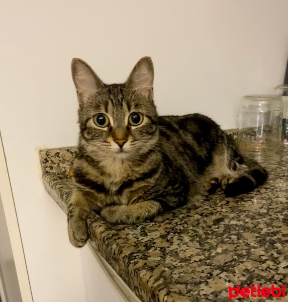 Tekir Kedi, Kedi  Çoço fotoğrafı
