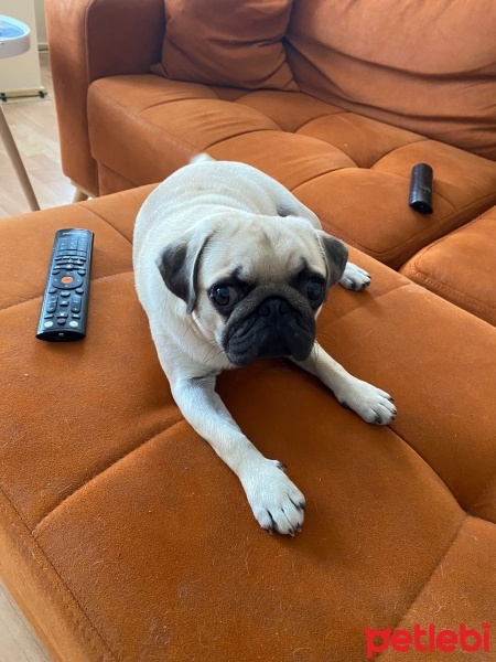 Pug, Köpek  Linda fotoğrafı