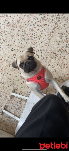 Pug, Köpek  Linda fotoğrafı