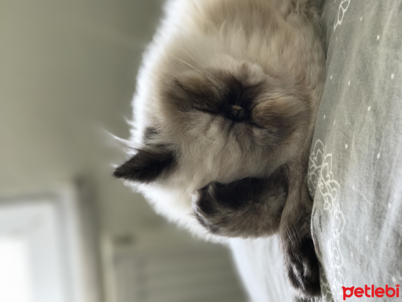 İran Kedisi (Persian), Kedi  Leyla  fotoğrafı