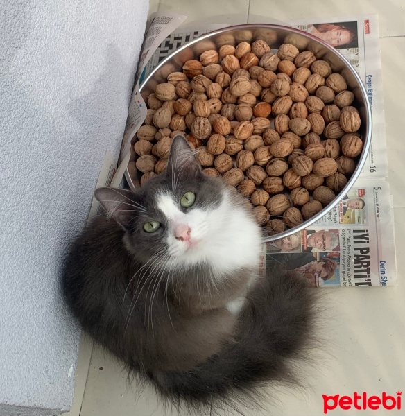 Ragdoll, Kedi  Mola ve Muri fotoğrafı