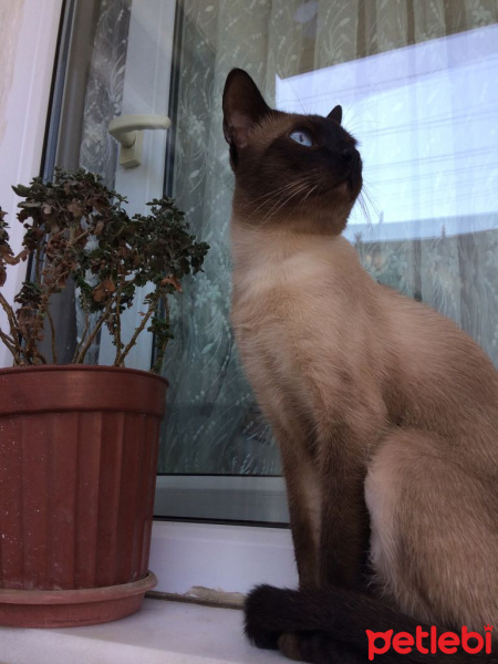Siyam Kedisi, Kedi  Babuş fotoğrafı