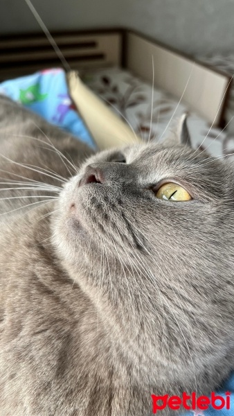 British Shorthair, Kedi  Duman fotoğrafı