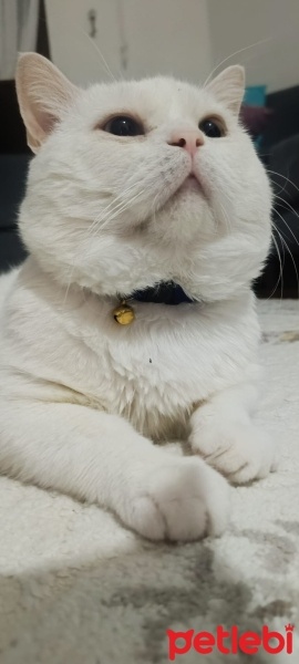 Van Kedisi, Kedi  PAMUK fotoğrafı