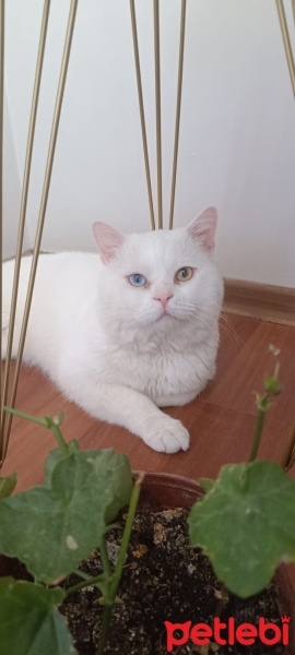 Van Kedisi, Kedi  PAMUK fotoğrafı
