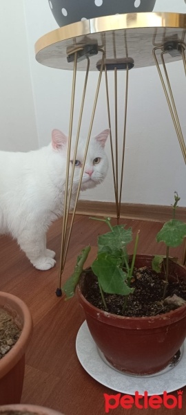 Van Kedisi, Kedi  PAMUK fotoğrafı