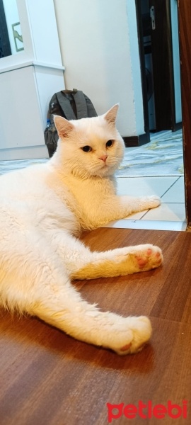 Van Kedisi, Kedi  PAMUK fotoğrafı