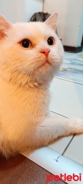 Van Kedisi, Kedi  PAMUK fotoğrafı