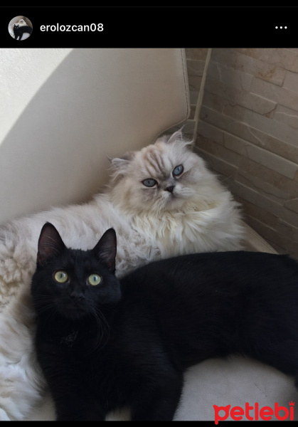 Tekir Kedi, Kedi  Zeytin fotoğrafı