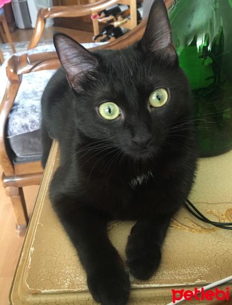 Tekir Kedi, Kedi  Zeytin fotoğrafı
