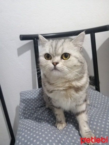 British Shorthair, Kedi  Lily fotoğrafı