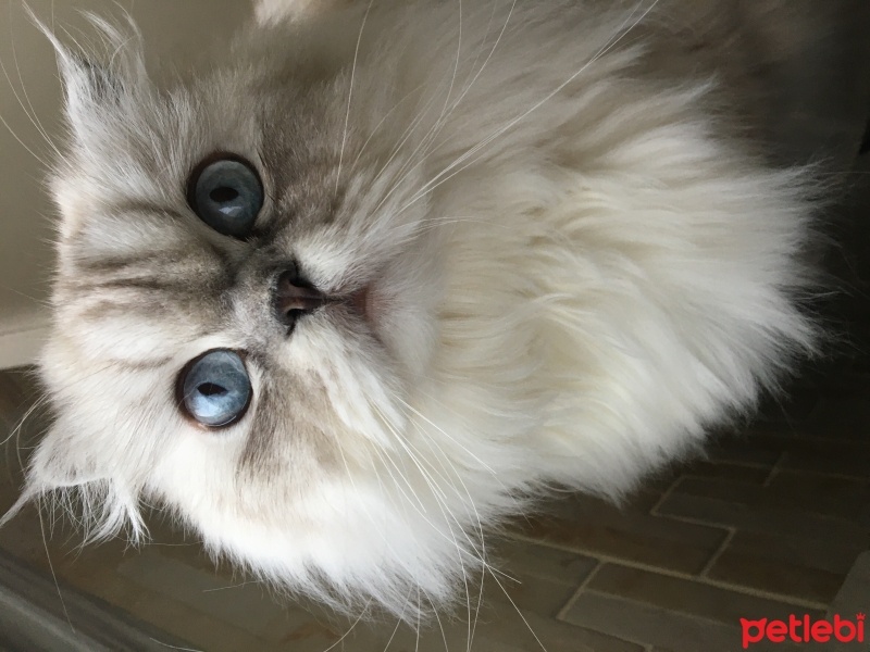 British Longhair, Kedi  Hera fotoğrafı
