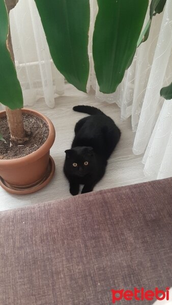 Scottish Fold, Kedi  Paşa fotoğrafı