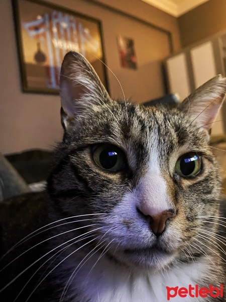 Tekir Kedi, Kedi  Paşa fotoğrafı