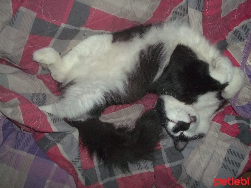 Tuxedo (Smokin) Kedi, Kedi  cadı fotoğrafı