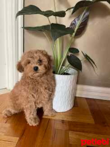 Poodle (Minyatür Kaniş), Köpek  Gaia fotoğrafı