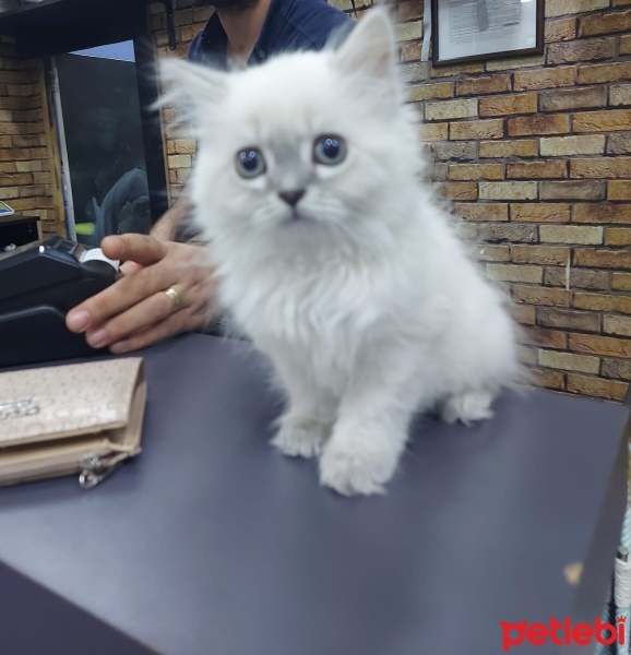 British Shorthair, Kedi  Fıstıkk fotoğrafı