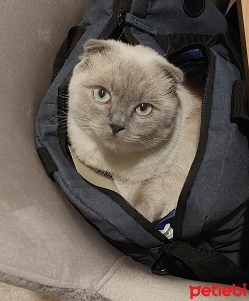 Scottish Fold, Kedi  Çiko fotoğrafı