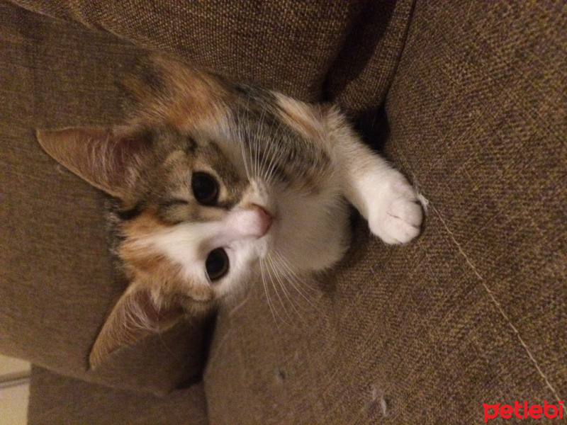 Tekir Kedi, Kedi  Sezen fotoğrafı