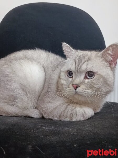 British Shorthair, Kedi  Casper Rıfkı fotoğrafı