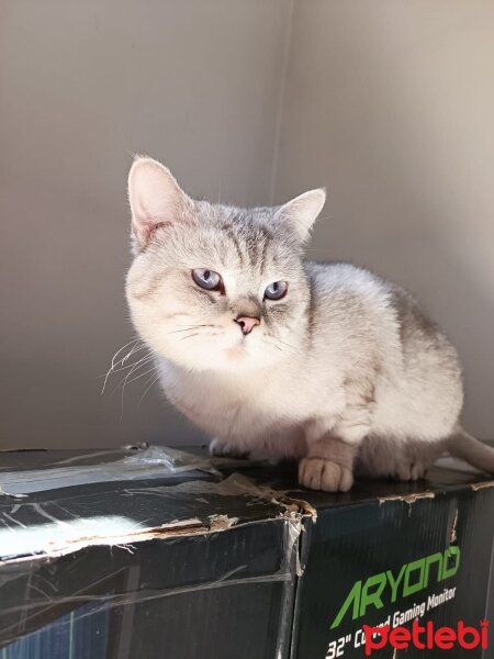 British Shorthair, Kedi  Casper Rıfkı fotoğrafı