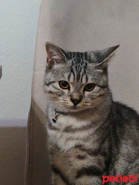 British Shorthair, Kedi  Çakıl fotoğrafı